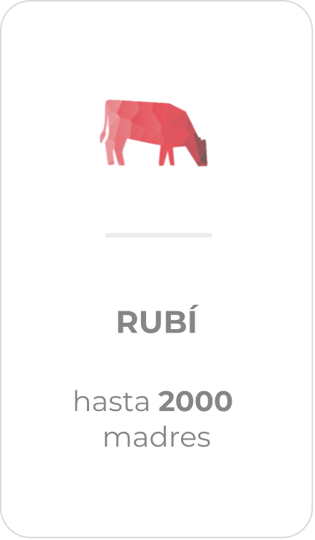 Rubi